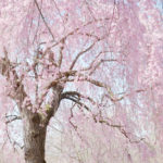 【桜速報】鳥取シダレザクラ満開のお花見情報！樹齢140年の名木